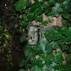 Portable CCTV MMS & Recording Camera (C60-NV12MMS), mounted on a tree.